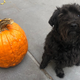 Alfie O’Malley